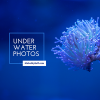 Blue Aquarium Photo Facebook Cover (300 x 300 px)
